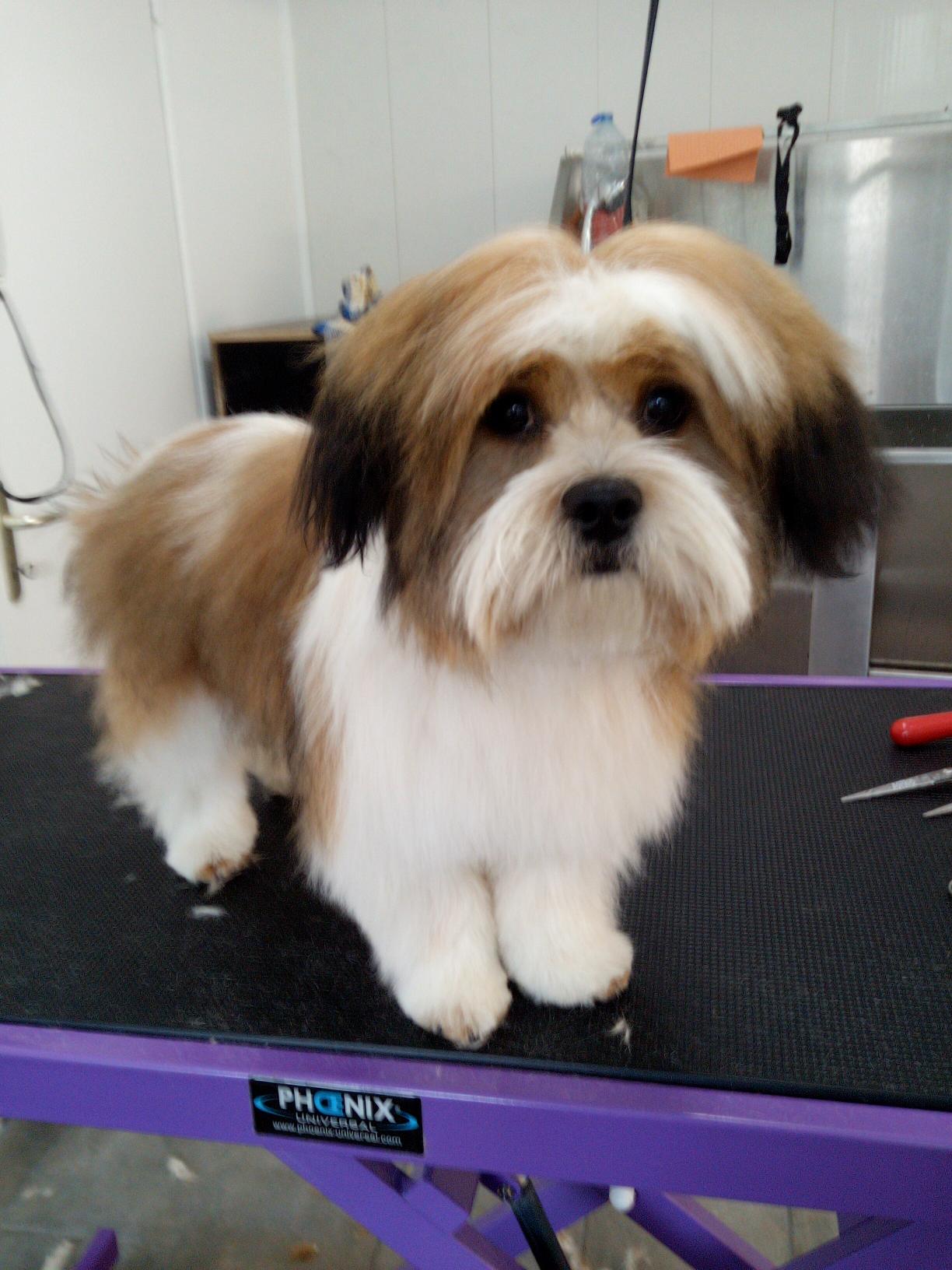 Bains et rectifs d'un croisé Shih Tzu